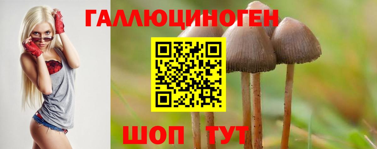 Галлюциногенные грибы Psilocybine cubensis Конаково